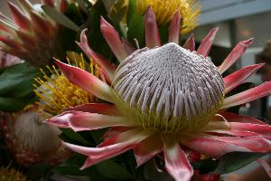 IMG Protea Blossom