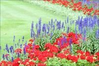 flowers.jpg