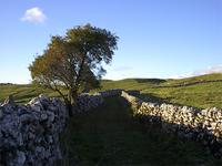 greenlane.jpg