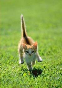 scootycat.jpg