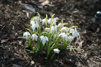 snowdrops.jpg