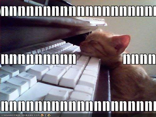 [Image: funny-pictures-kitten-falls-asleep-on-keyboard.jpg]